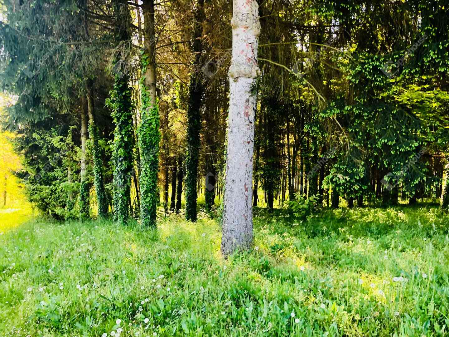 Belezna Nagydombi hegy  – 12. fotó